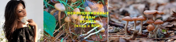 прущие грибы Медногорск