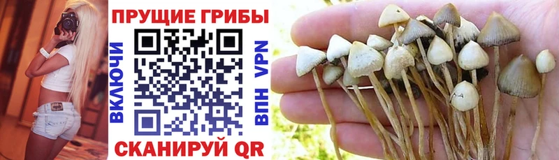 Псилоцибиновые грибы Psilocybe  Купить где  Арамиль 